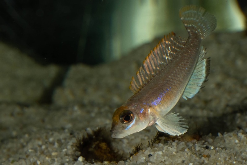 Lamprologus ornatipinnis 'Mwamgongo'